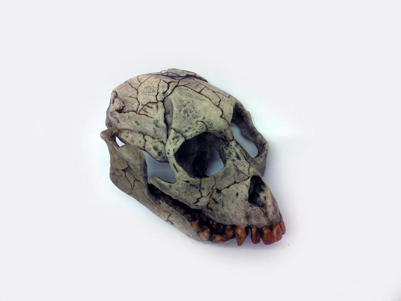 craneo animal 13x6x9 1u